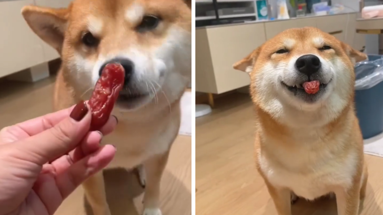 shiba cosa mangia