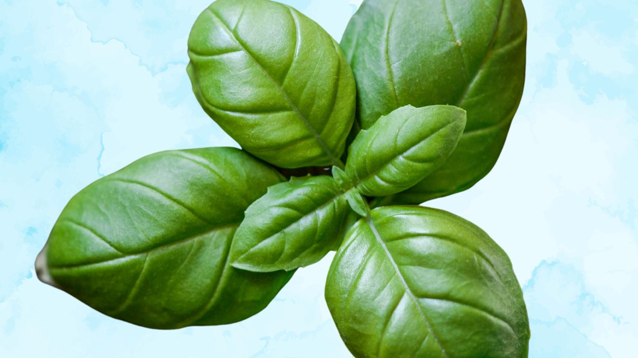 basilico (2)