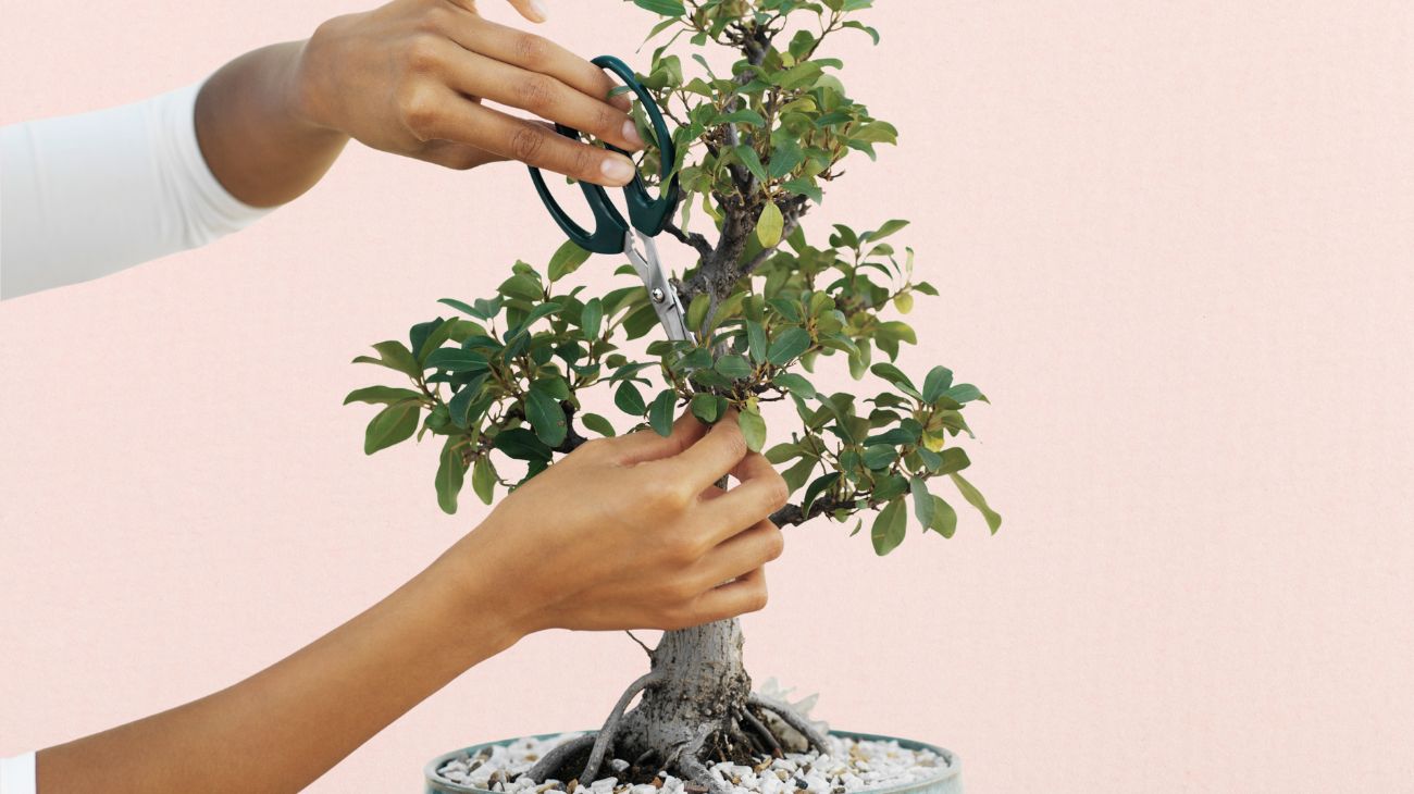 bonsai (1)