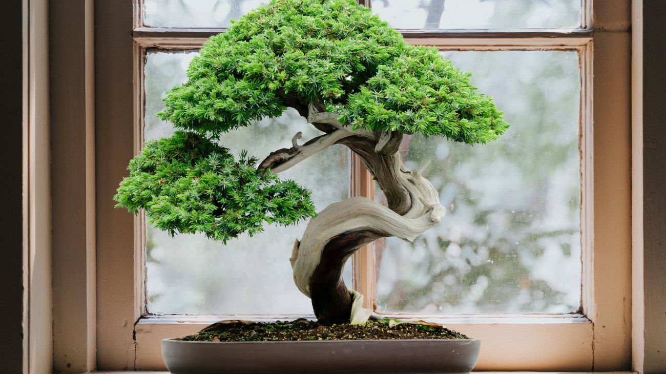 bonsai