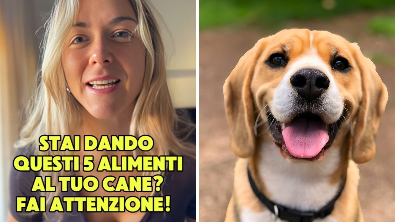 Quali cibi evitare nell'alimentazione del cane