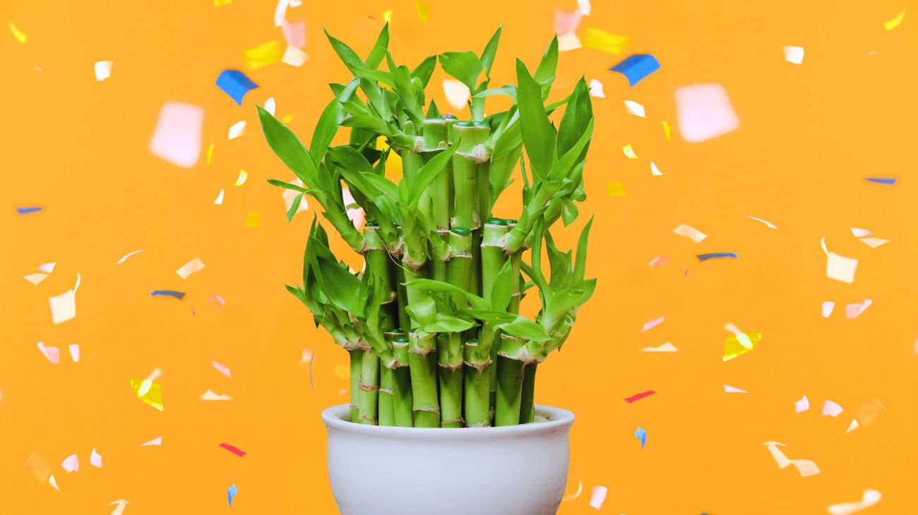 pianta capodanno