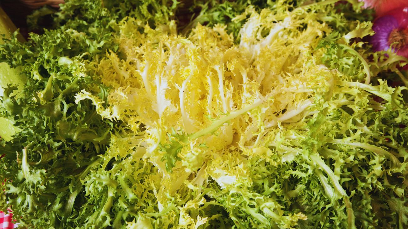 scarola
