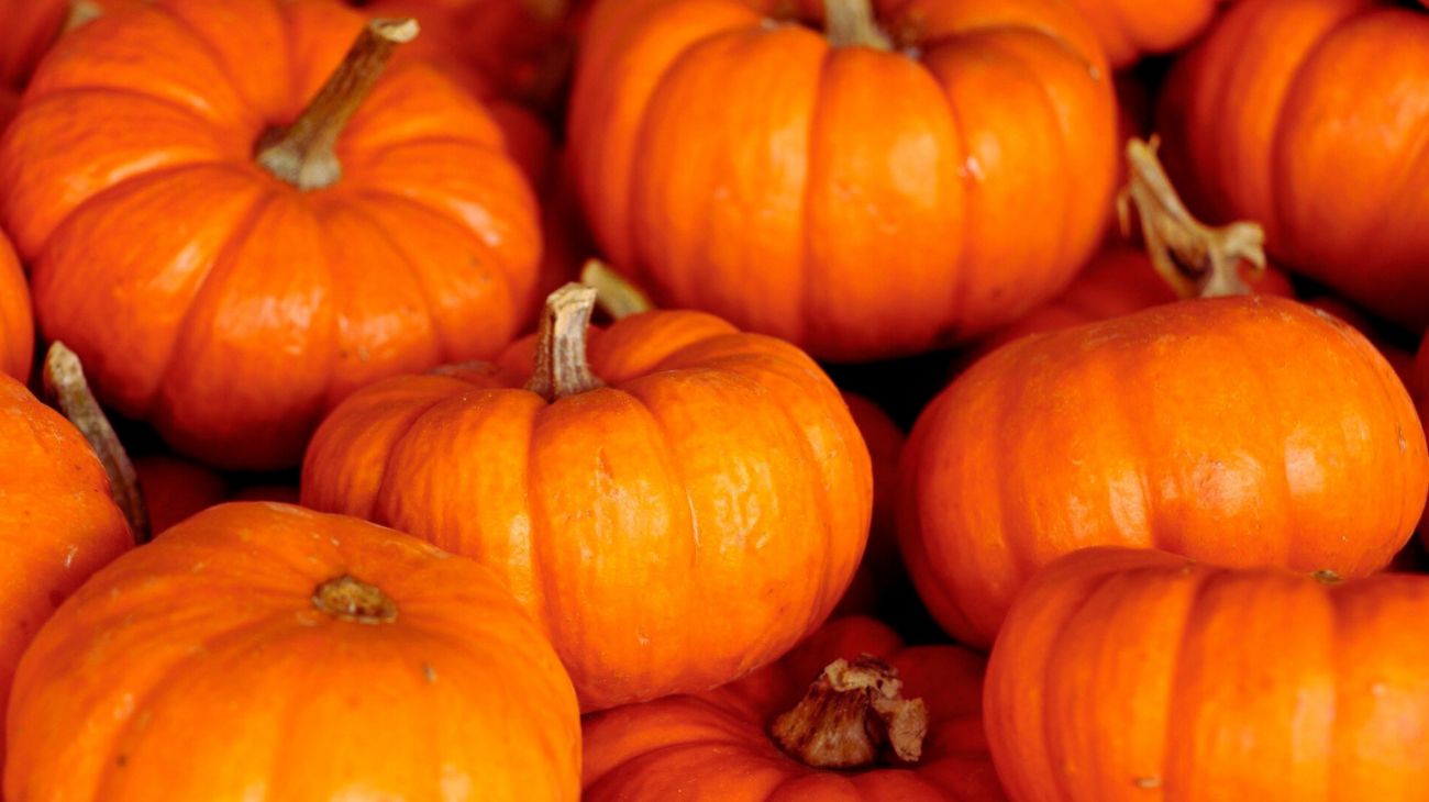 zucca