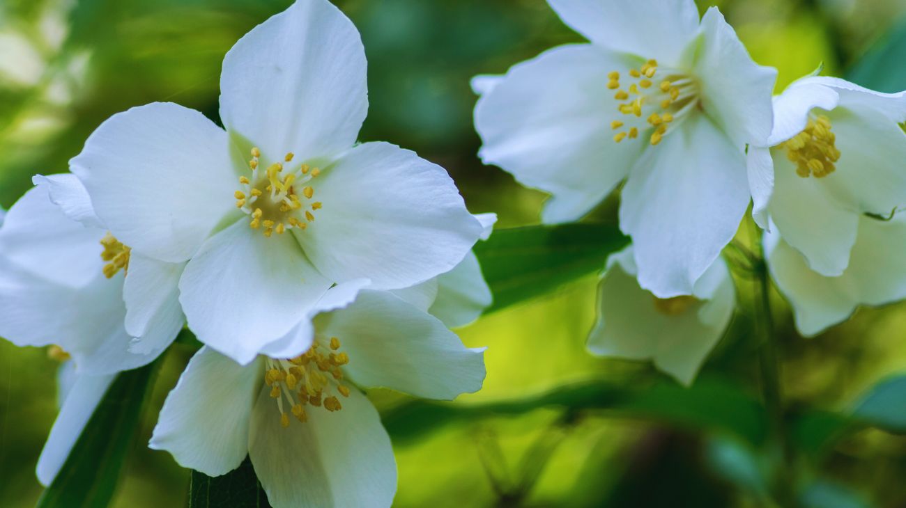 balcone primavera (4)