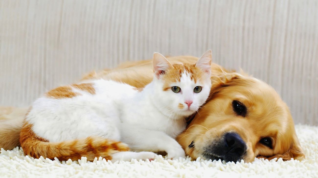 cani gatti antiparassitario