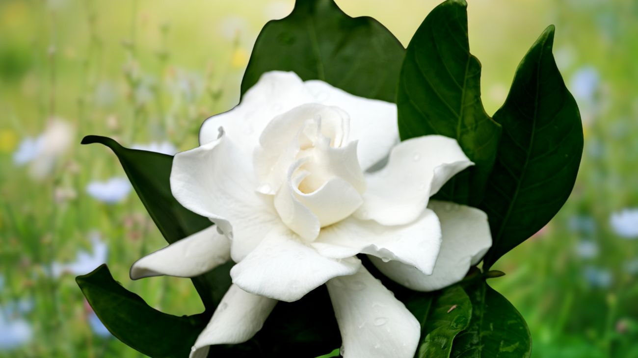 fiore primavera