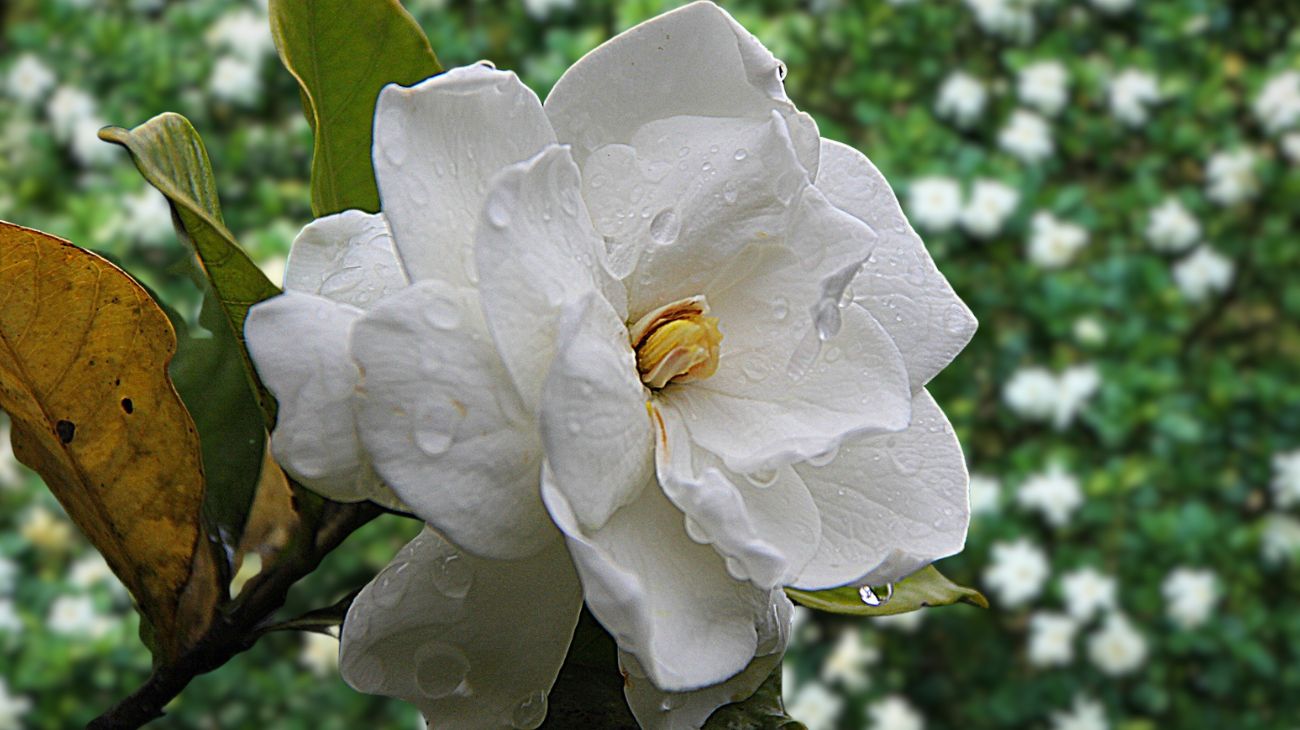 fiore primavera