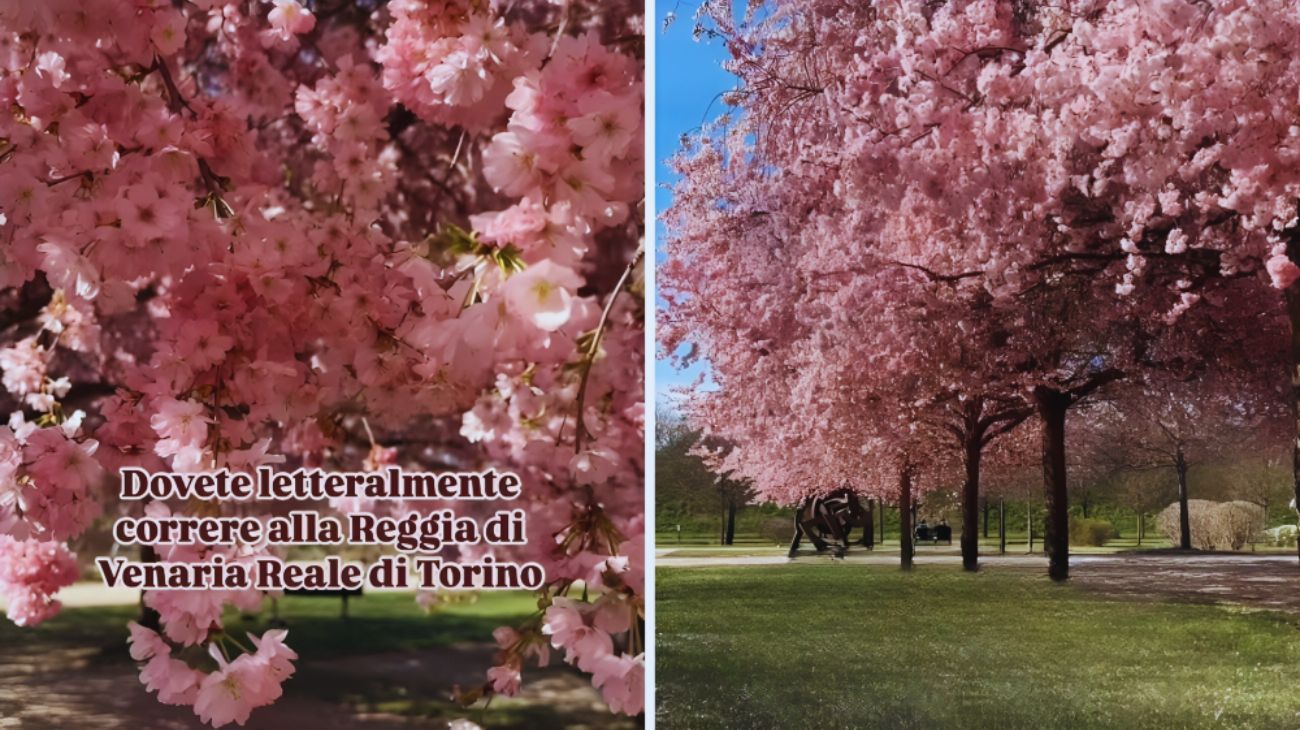 alberi di ciliegio