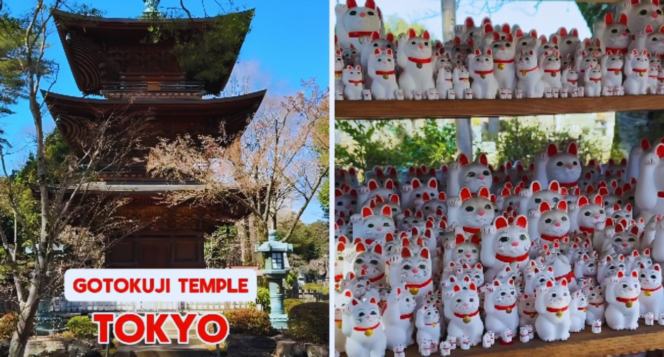 giappone tempio gatti (3)