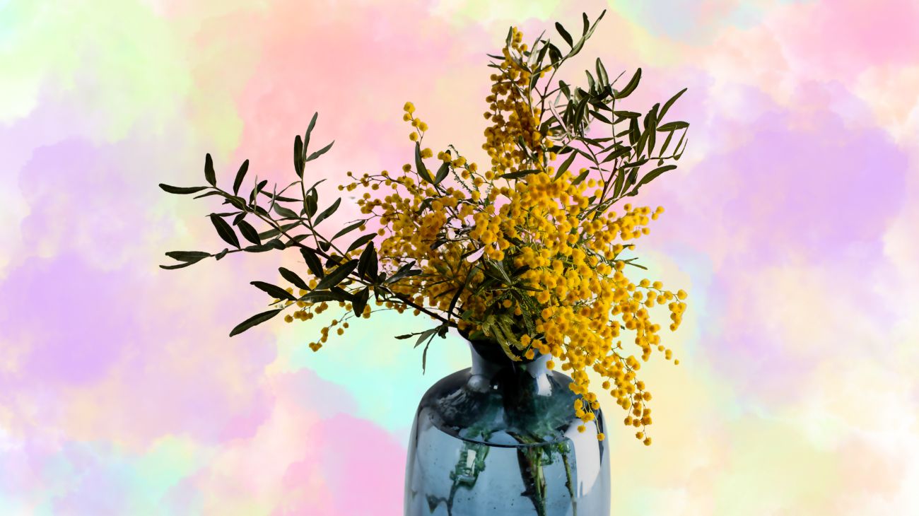 mimose