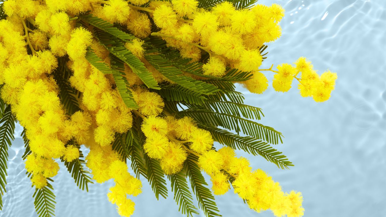 mimose