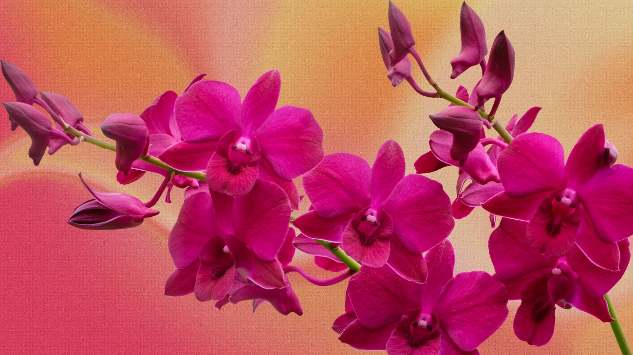 orchidee 