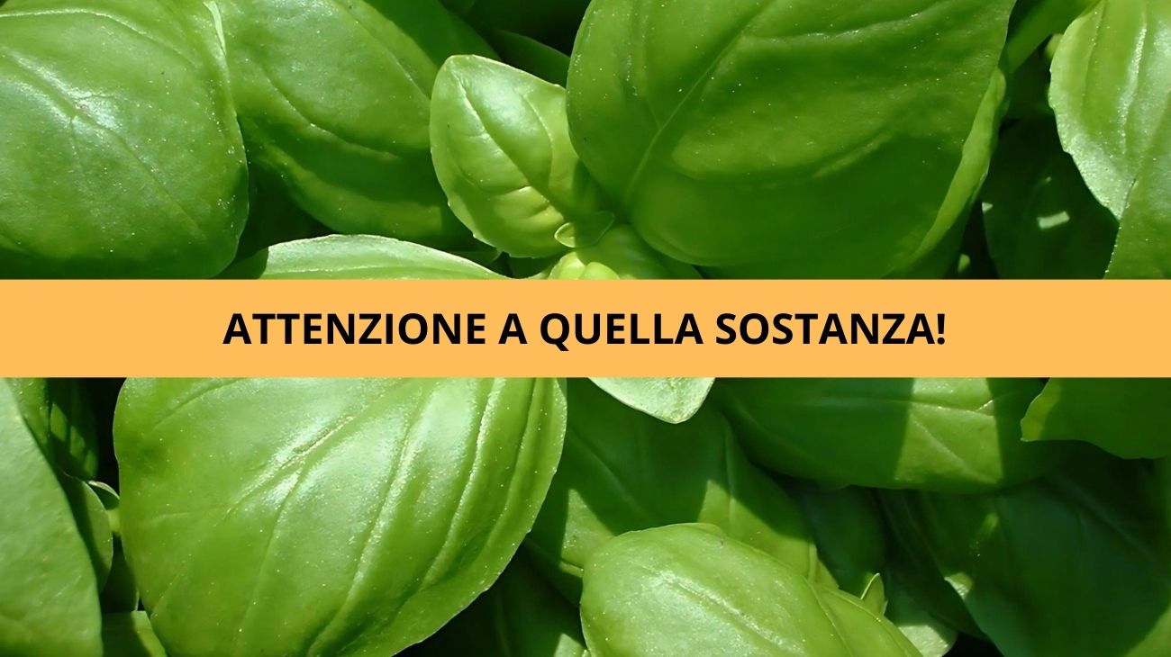 Basilico lotti ritirati