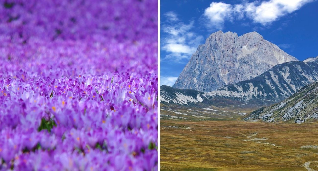 abruzzo crocus