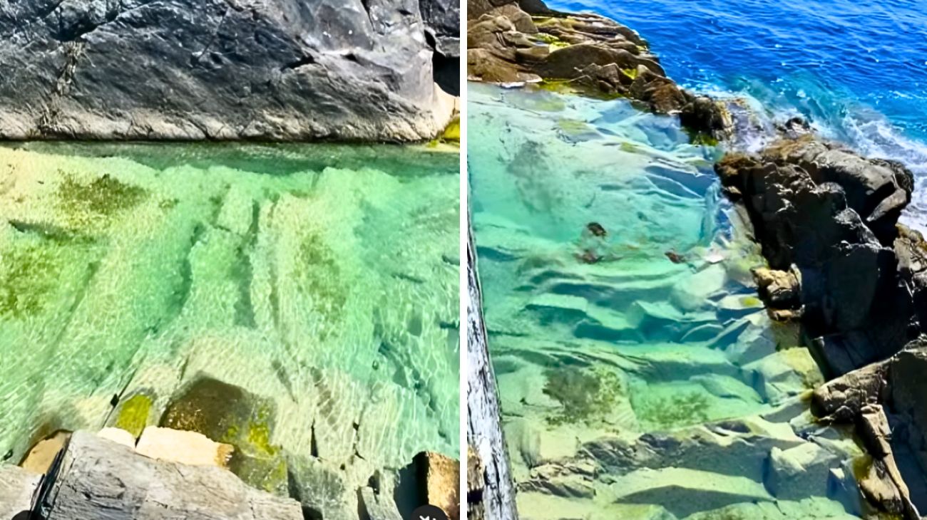 canarie liguria