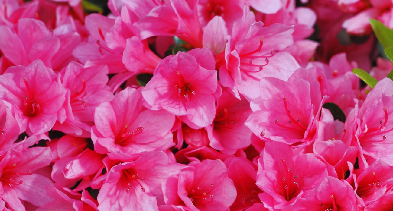fiore aprile