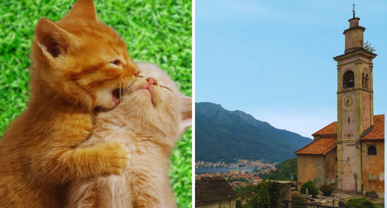 paese dei gatti
