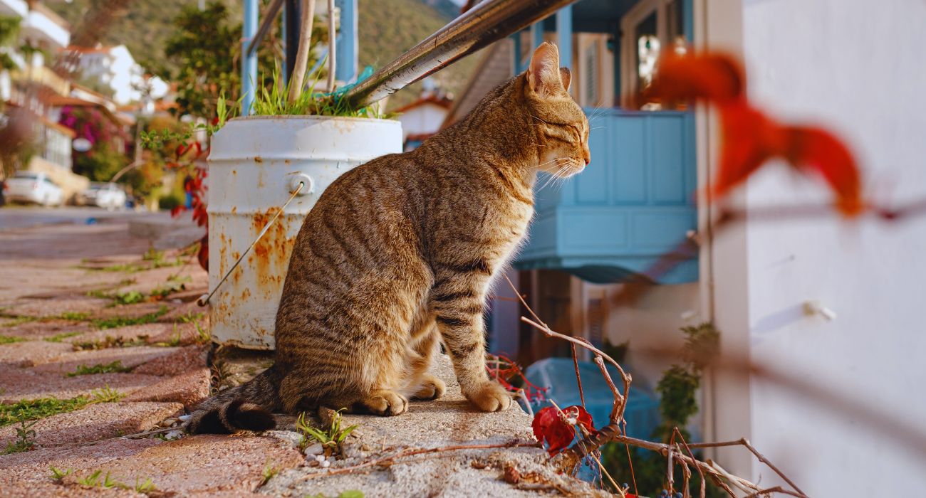 paese dei gatti (4)