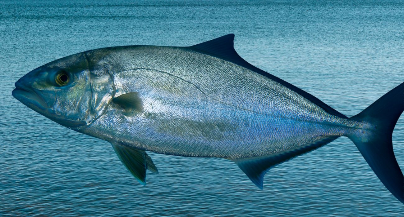 pesce maggio (1)