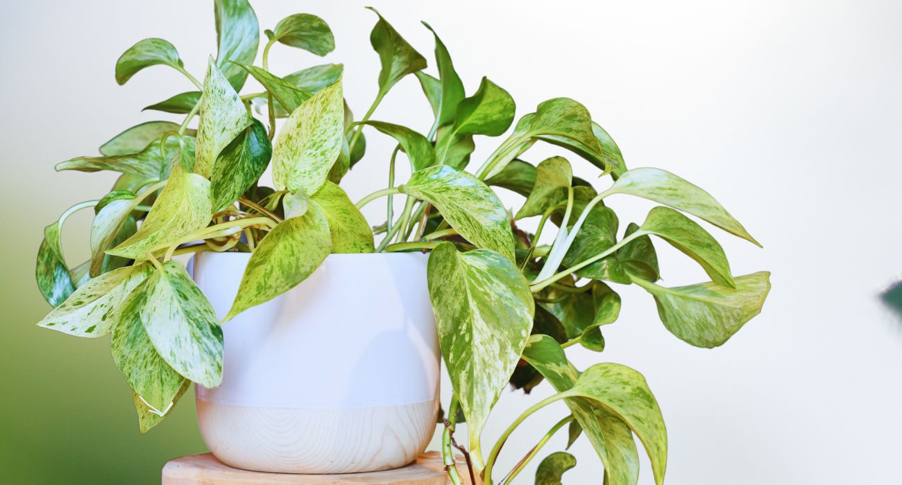 pothos