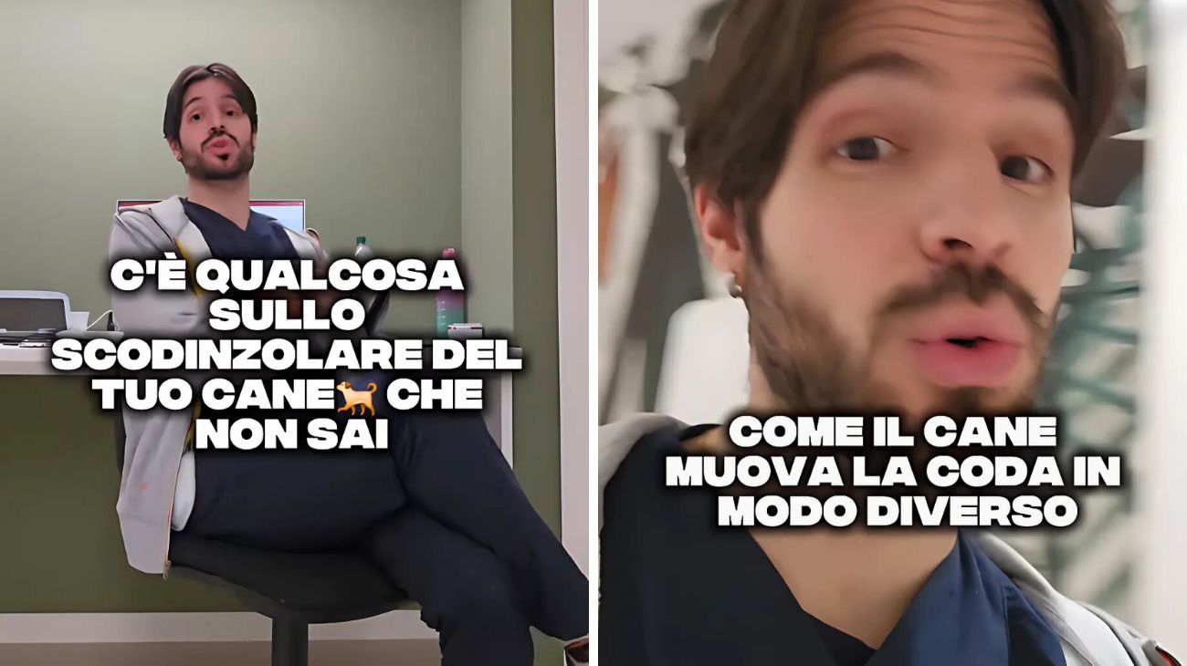 Cani coda