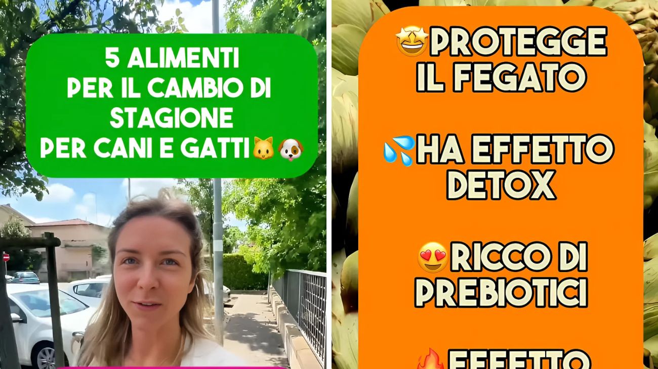 Cani gatti alimenti