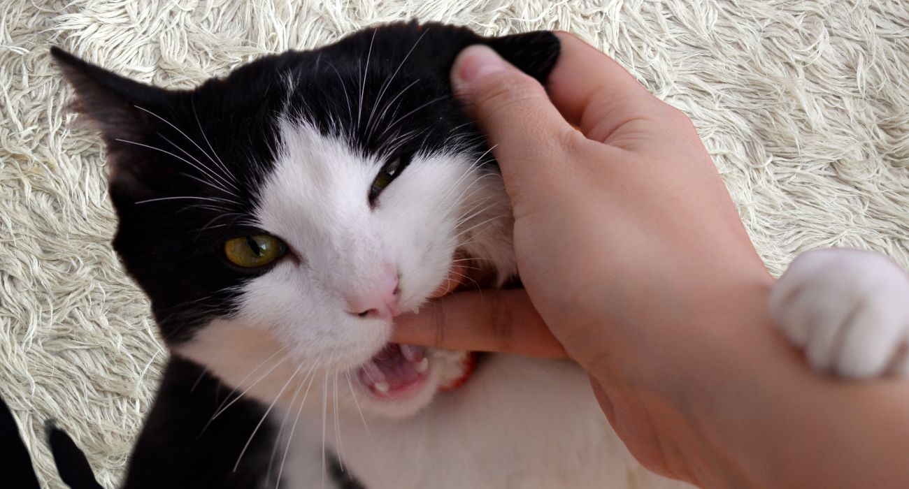 Cosa significa se il gatto morde (1)