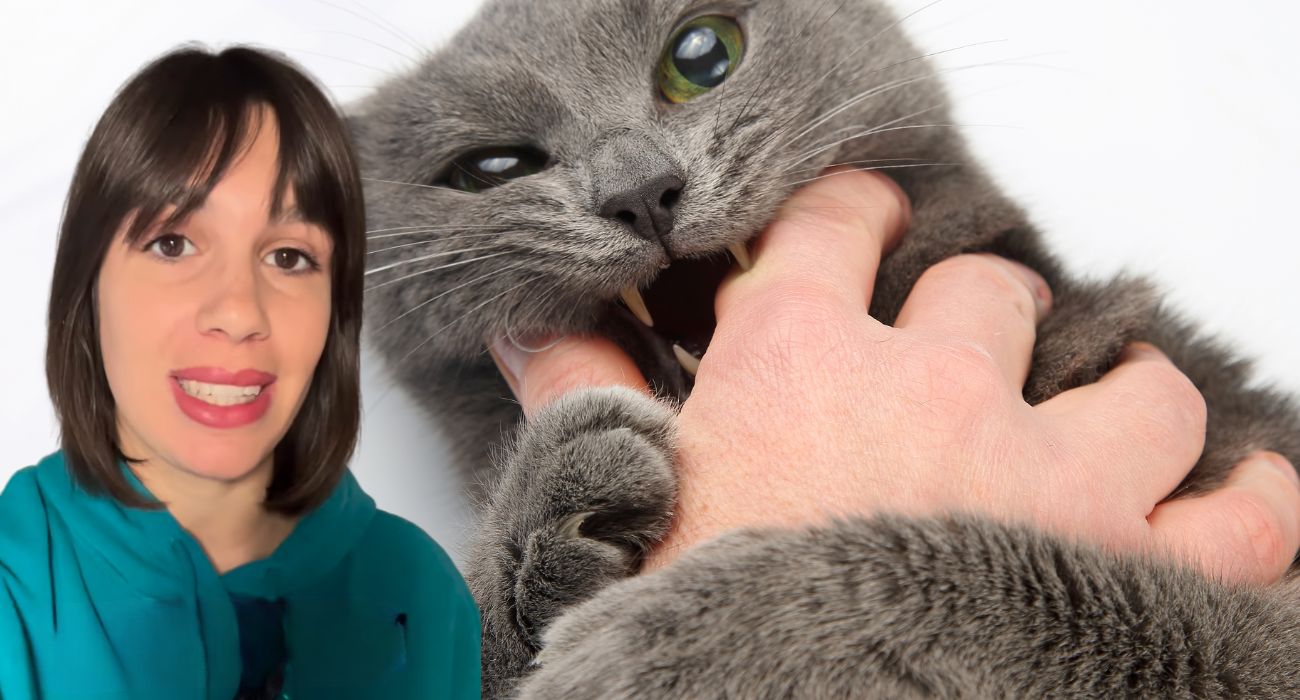 Cosa significa se il gatto morde