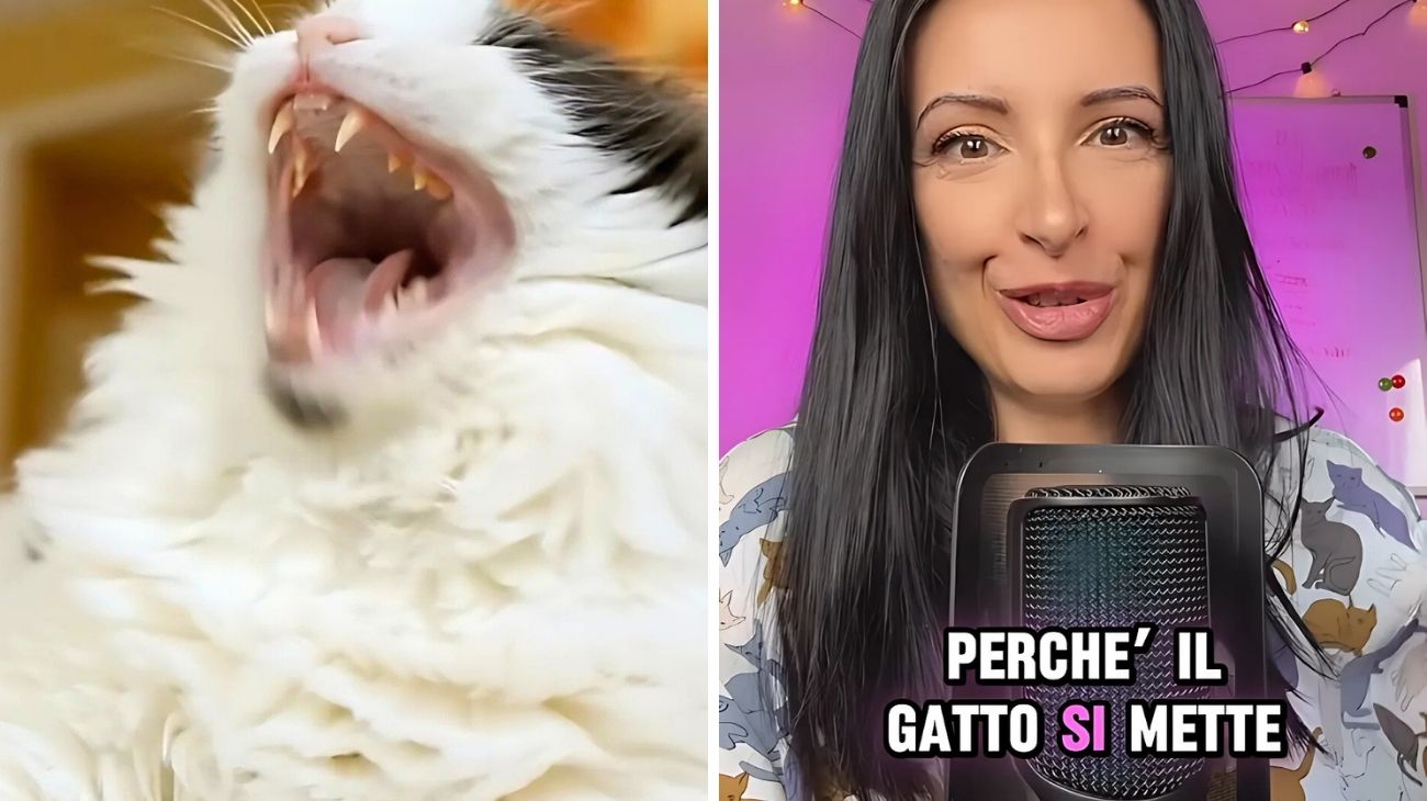 Gatto correre