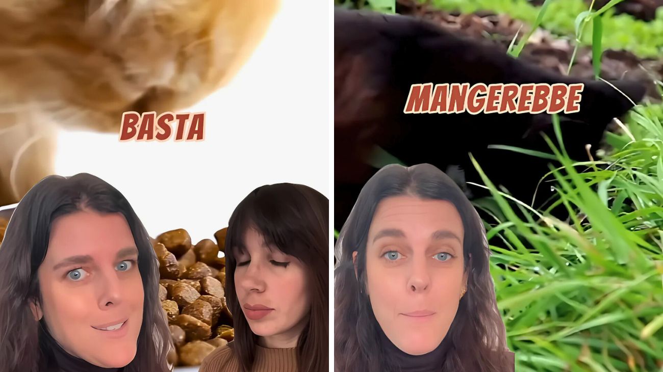 Gatto mangiare