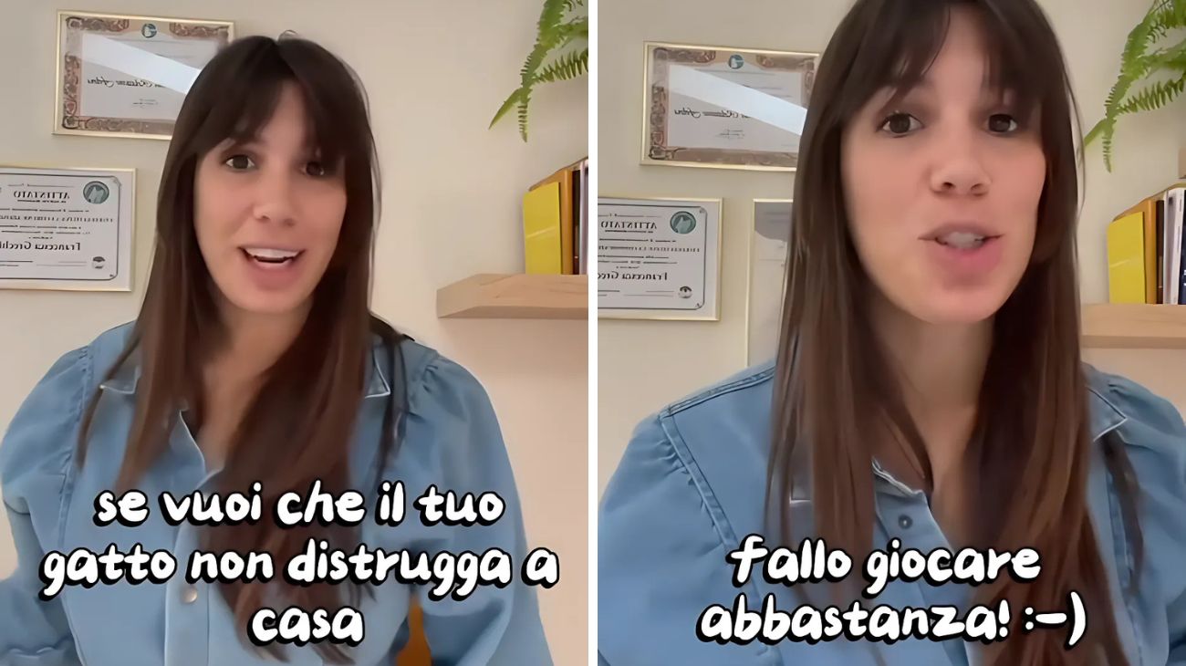 Gatto mensola