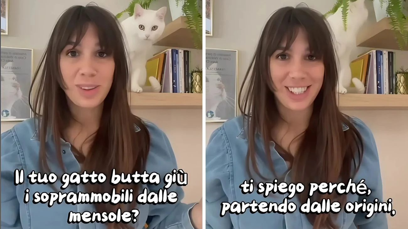 Gatto mensola
