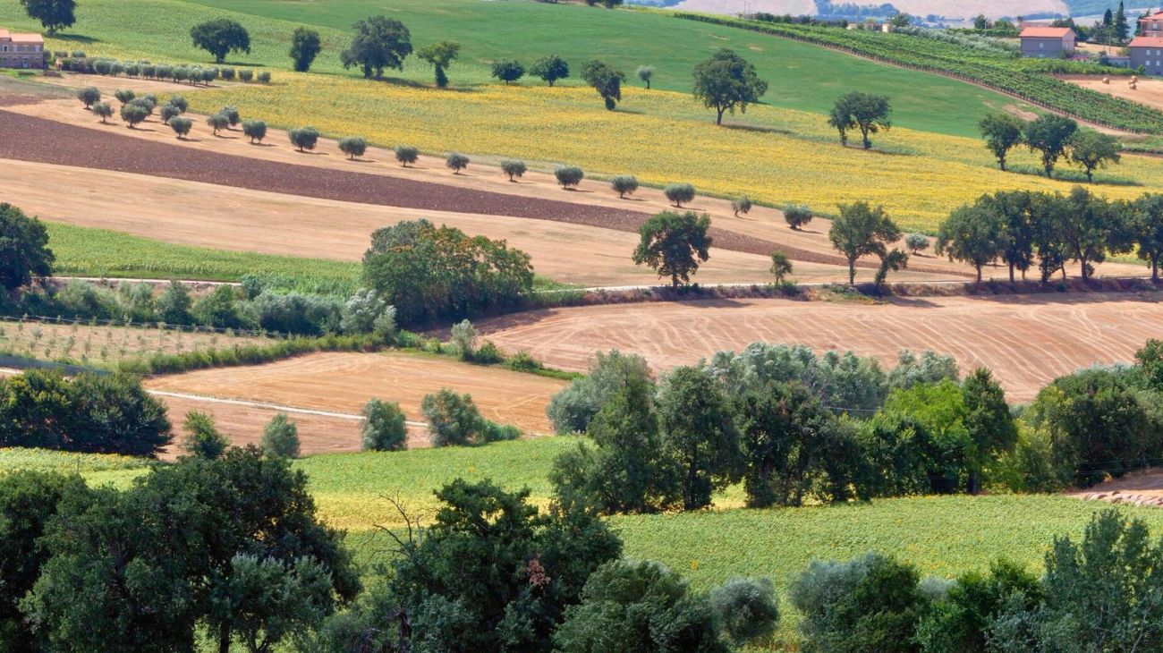 Marche concorso