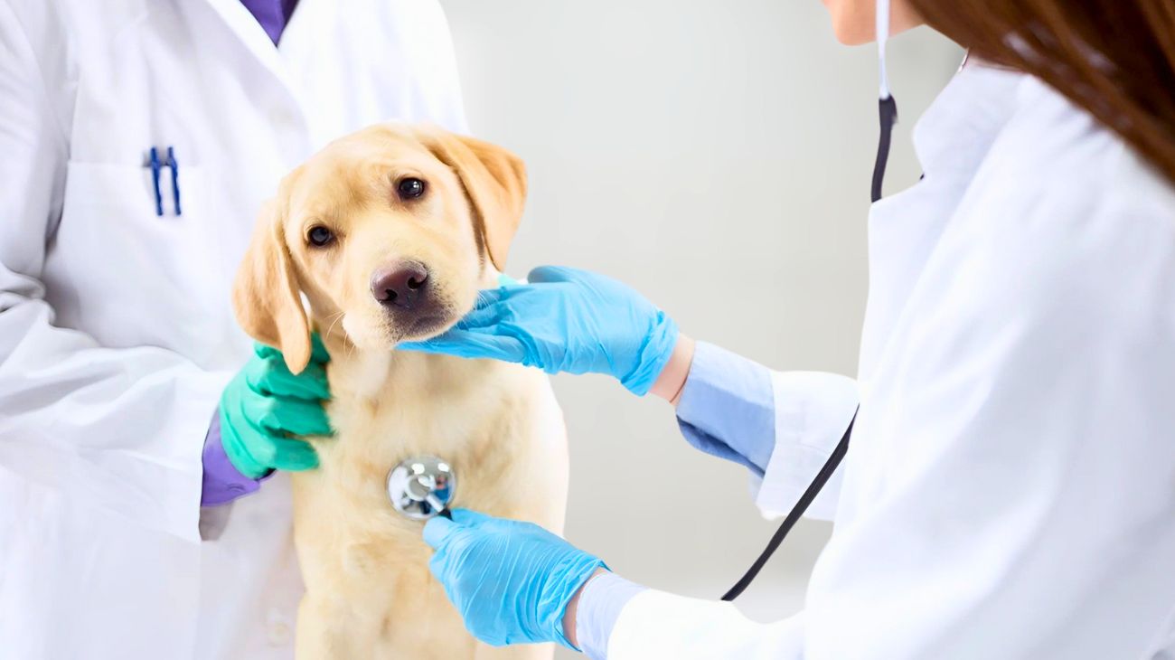 Spese veterinarie fattura