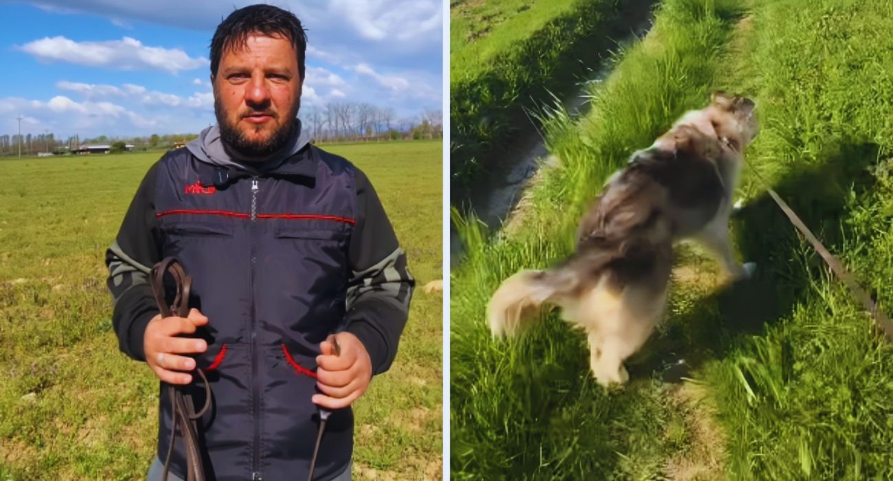 cane al guinzaglio (1)
