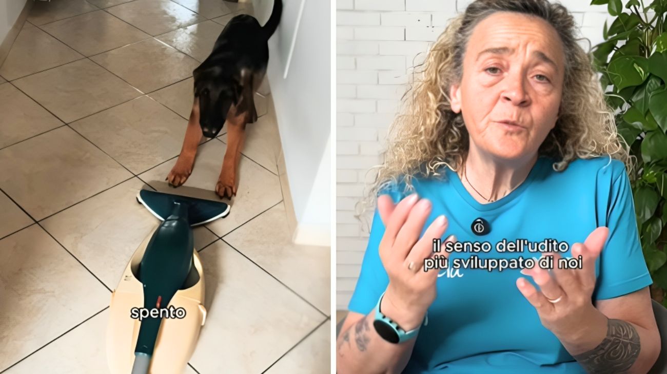 cane aspirapolvere (2)