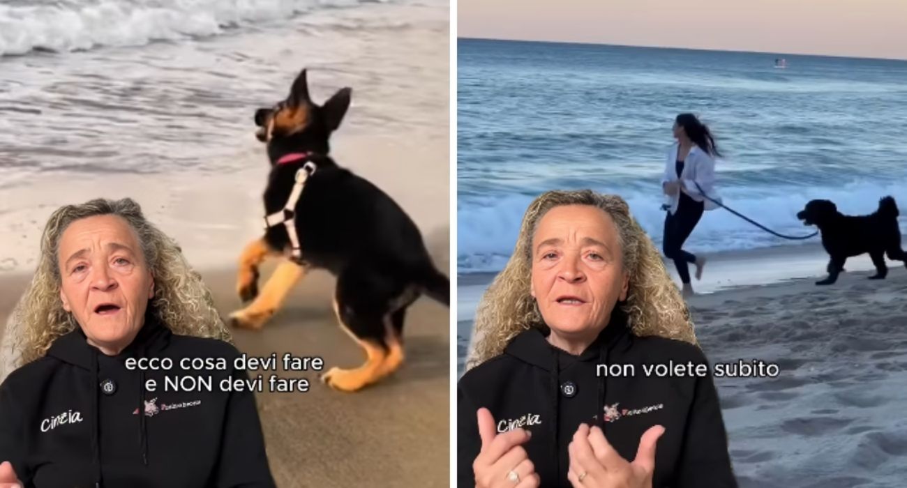 cane in spiaggia