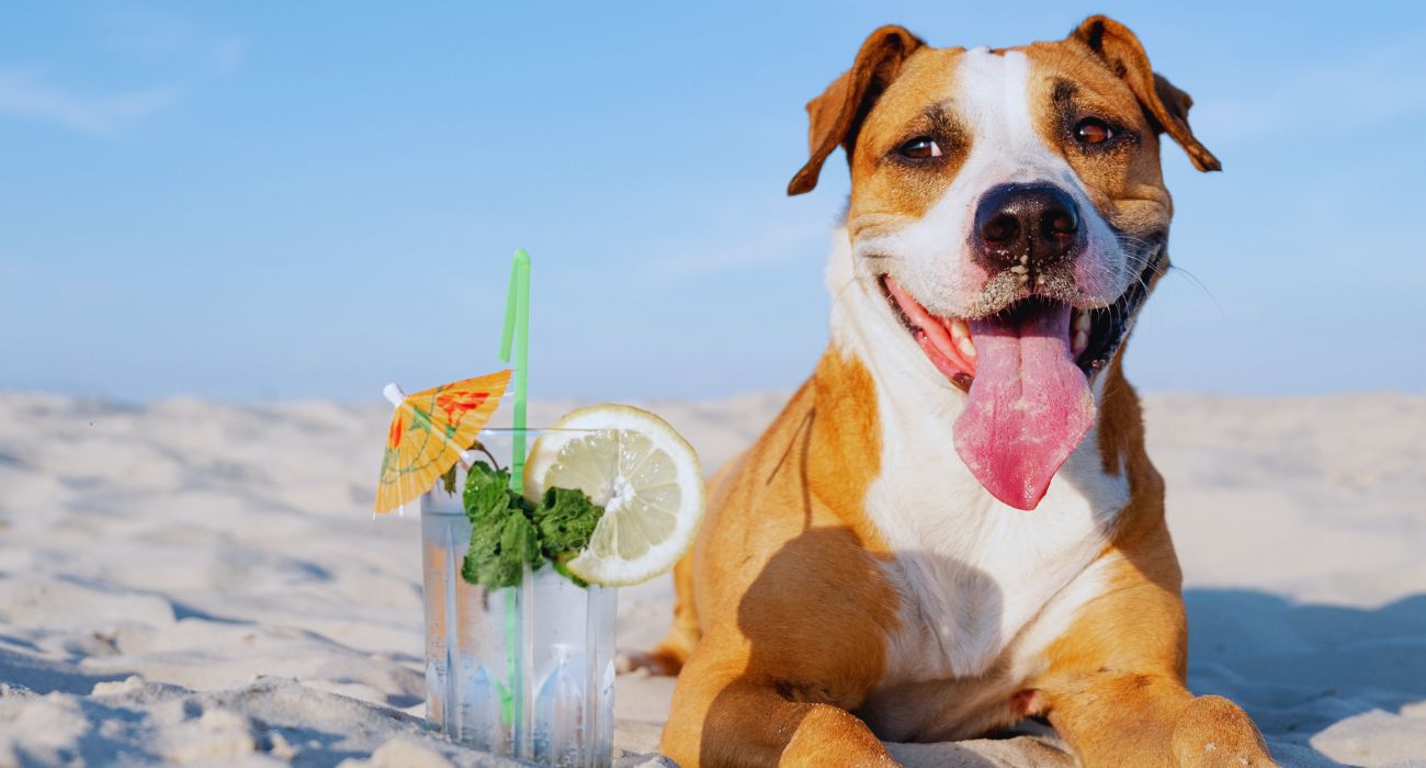 cane in spiaggia (2)