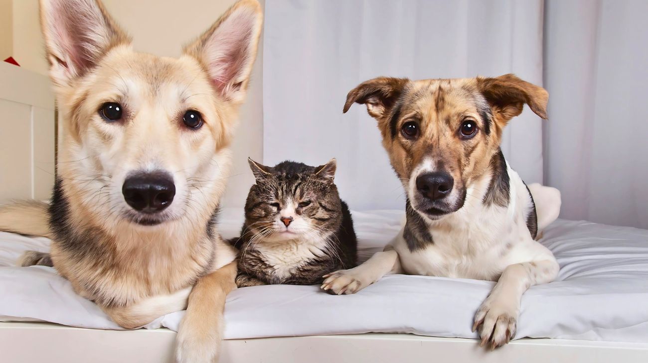 cani gatti
