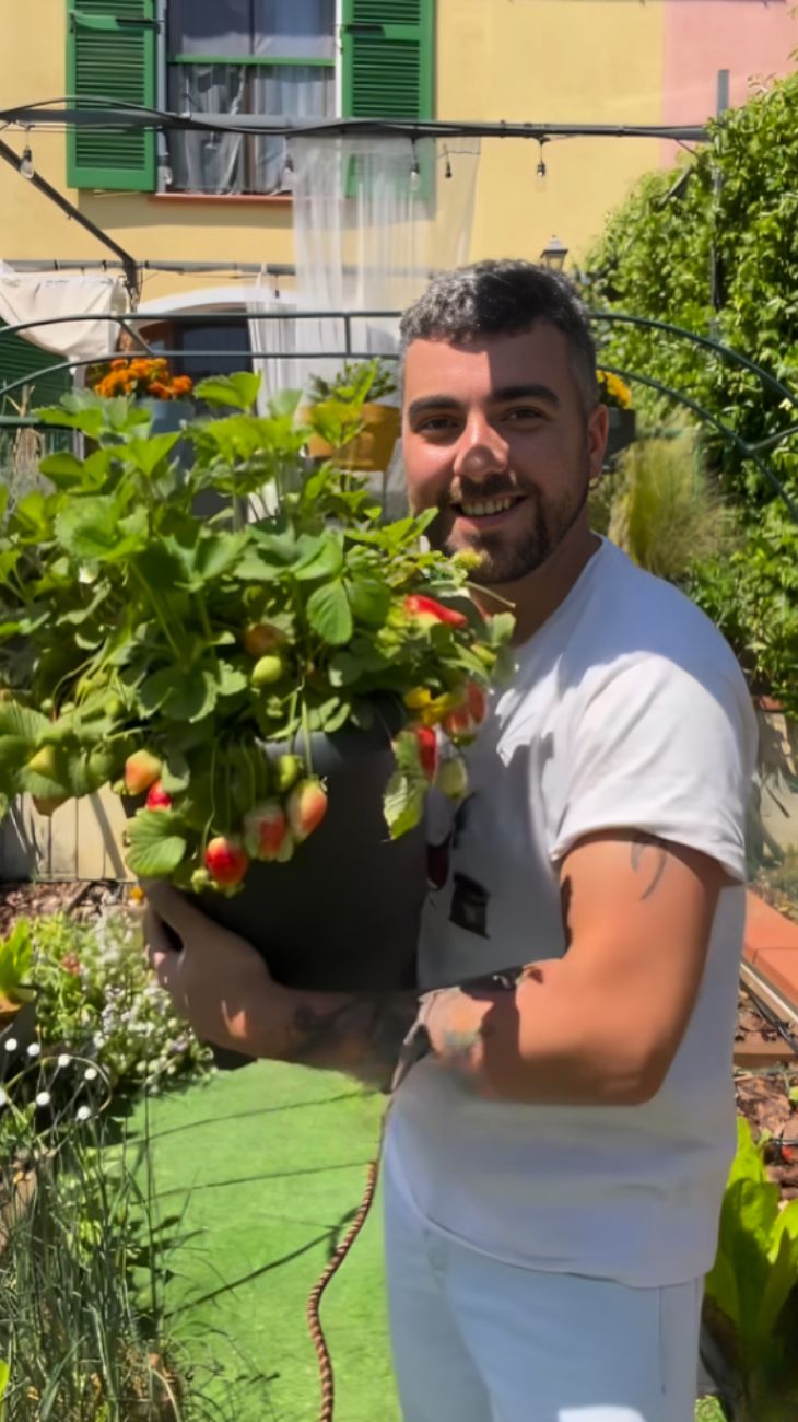 fragole coltivare