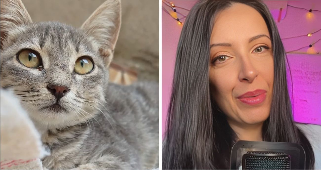 gatto