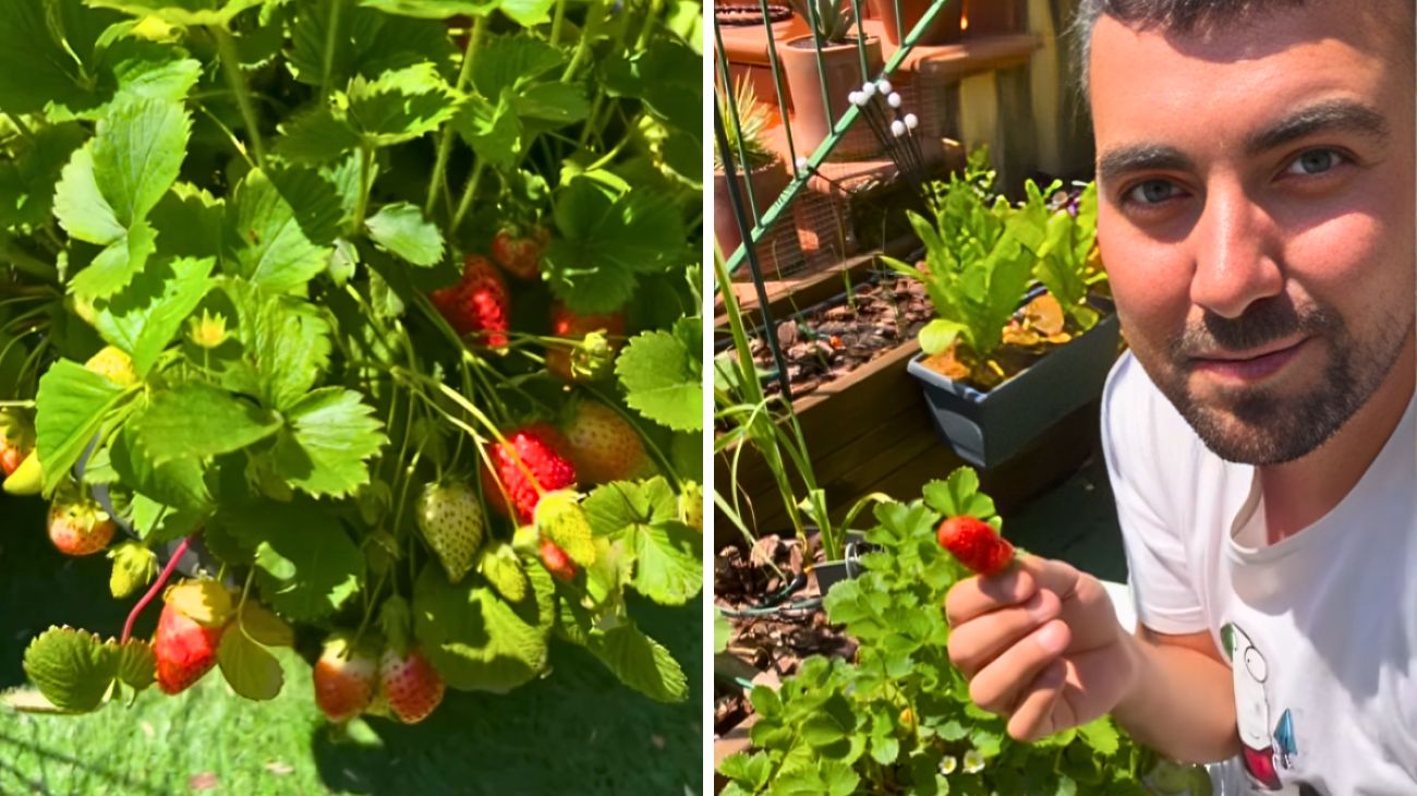 pianta fragole