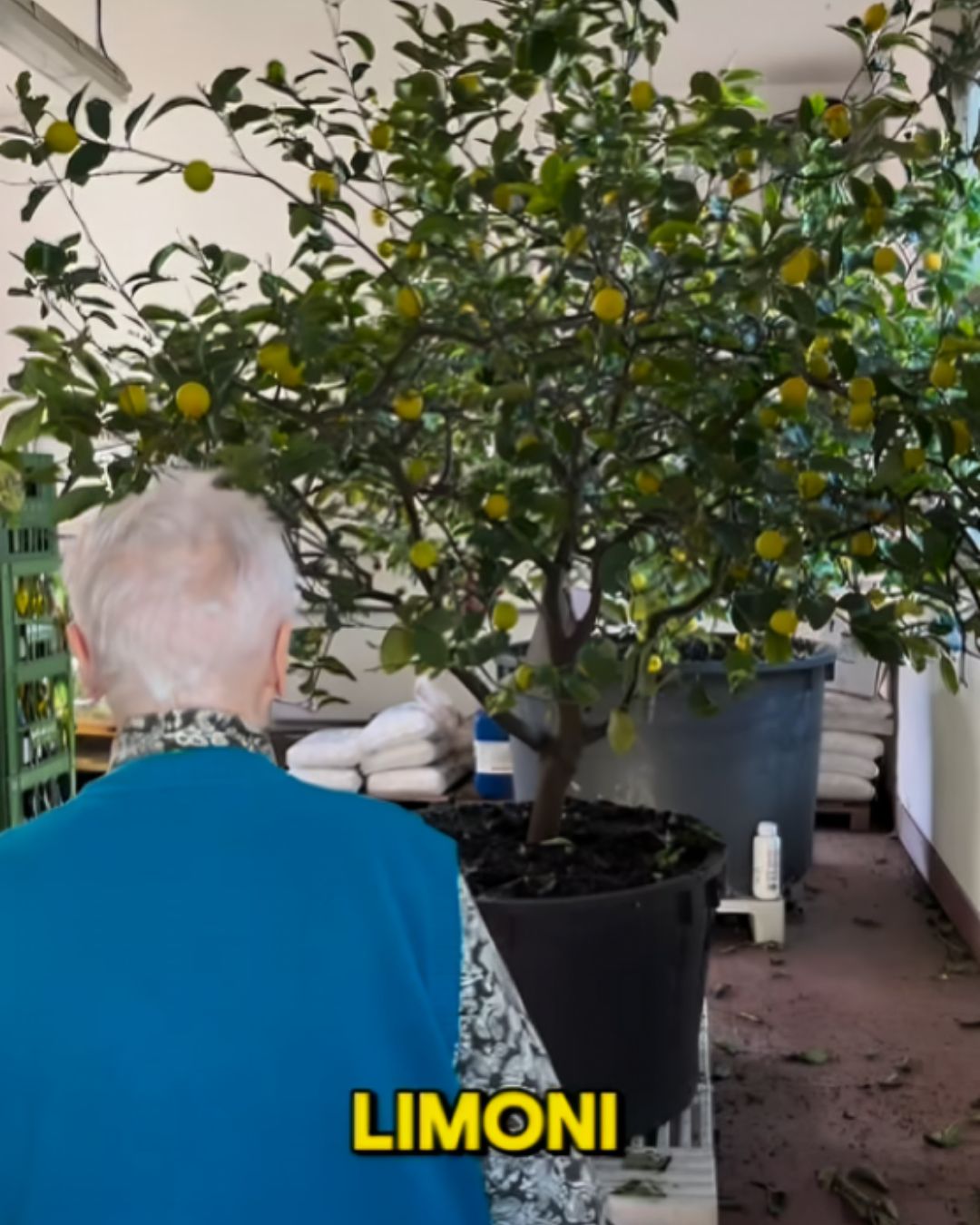 pianta limoni nonna