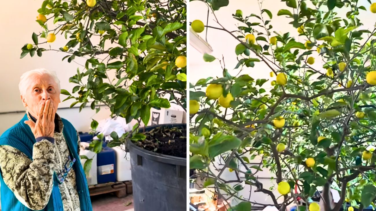 piante limoni