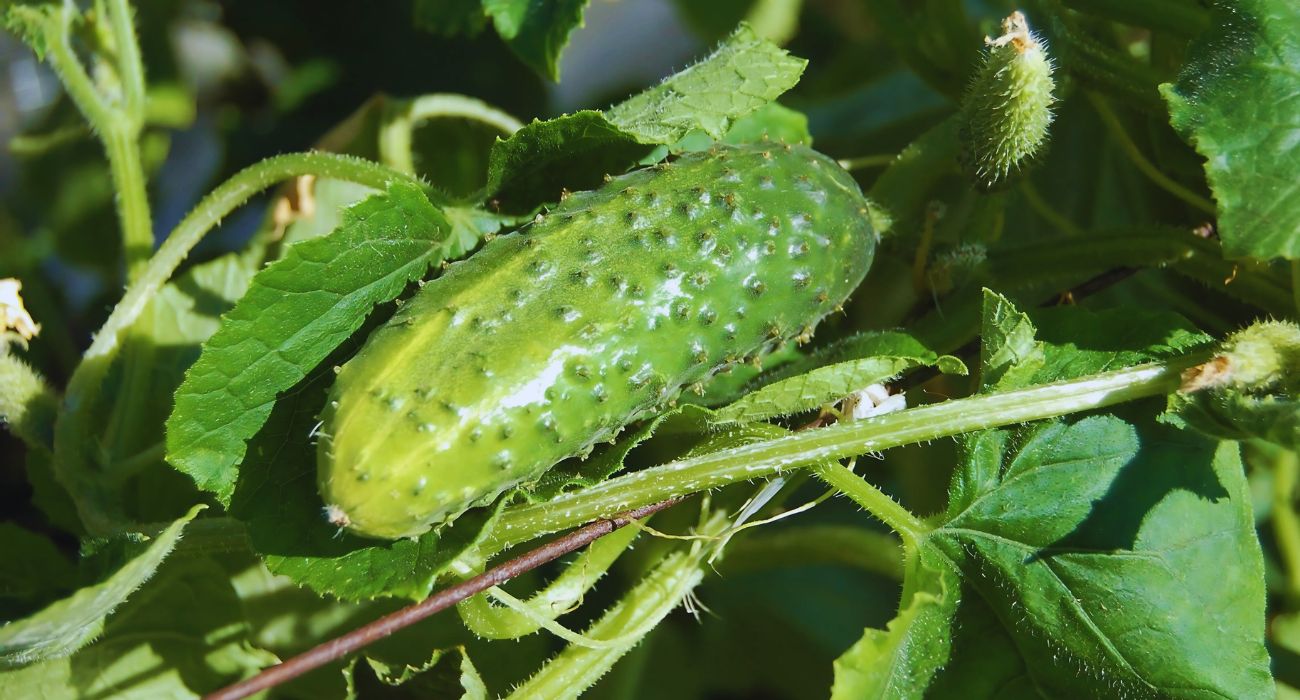 verdura giugno