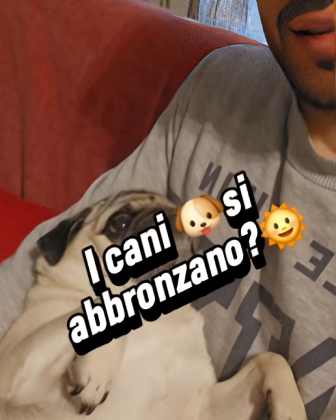 veterinario cane