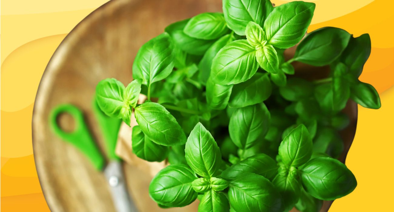 basilico (1)