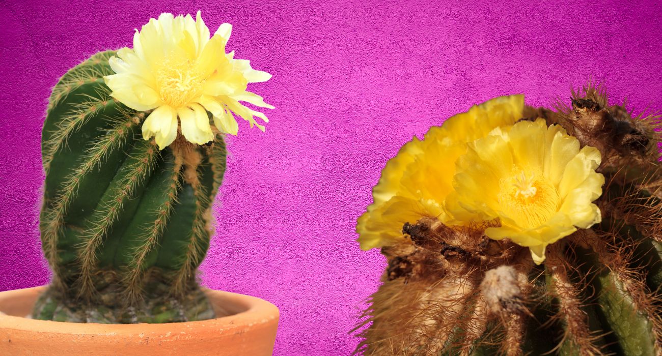 cactus 
