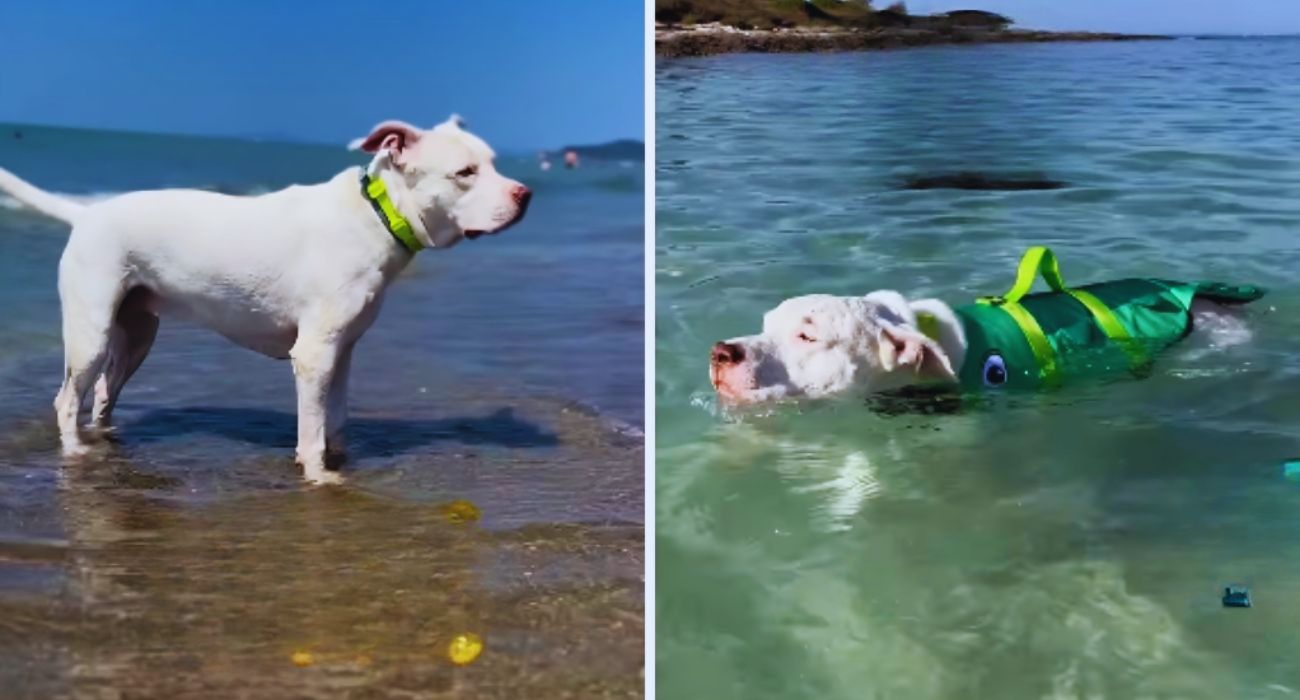 cane spiaggia